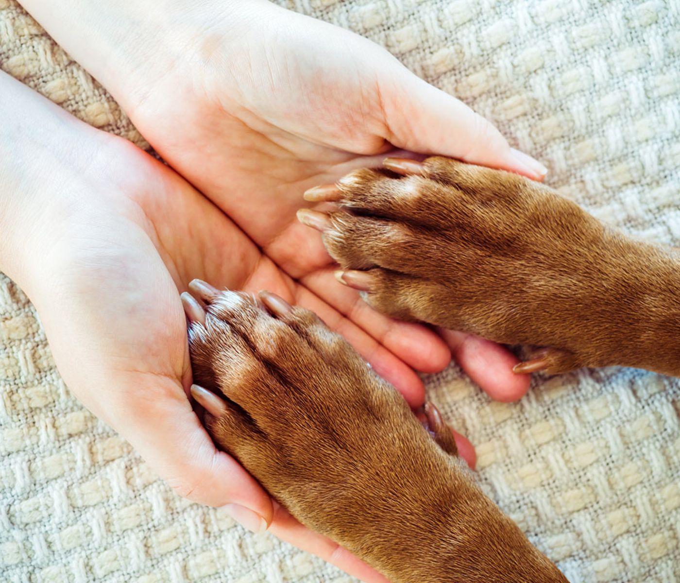 Two human hands gently holding two brown dog paws on a textured blanket
