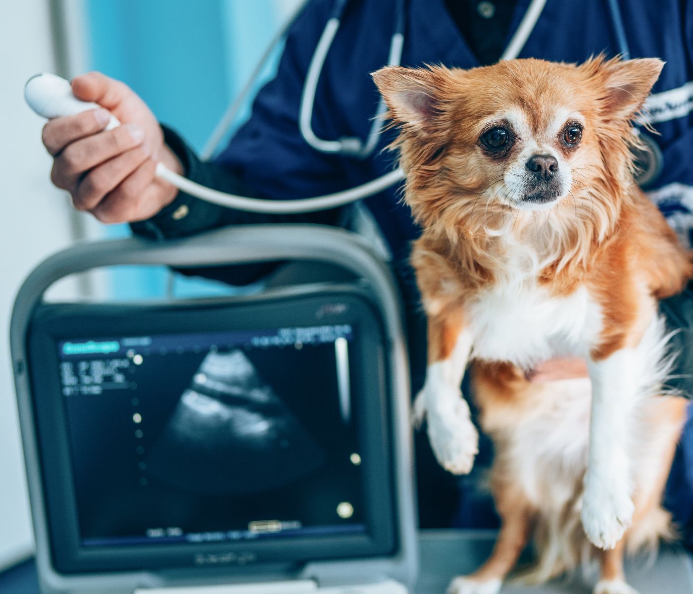 Dog at vet ultrasound
