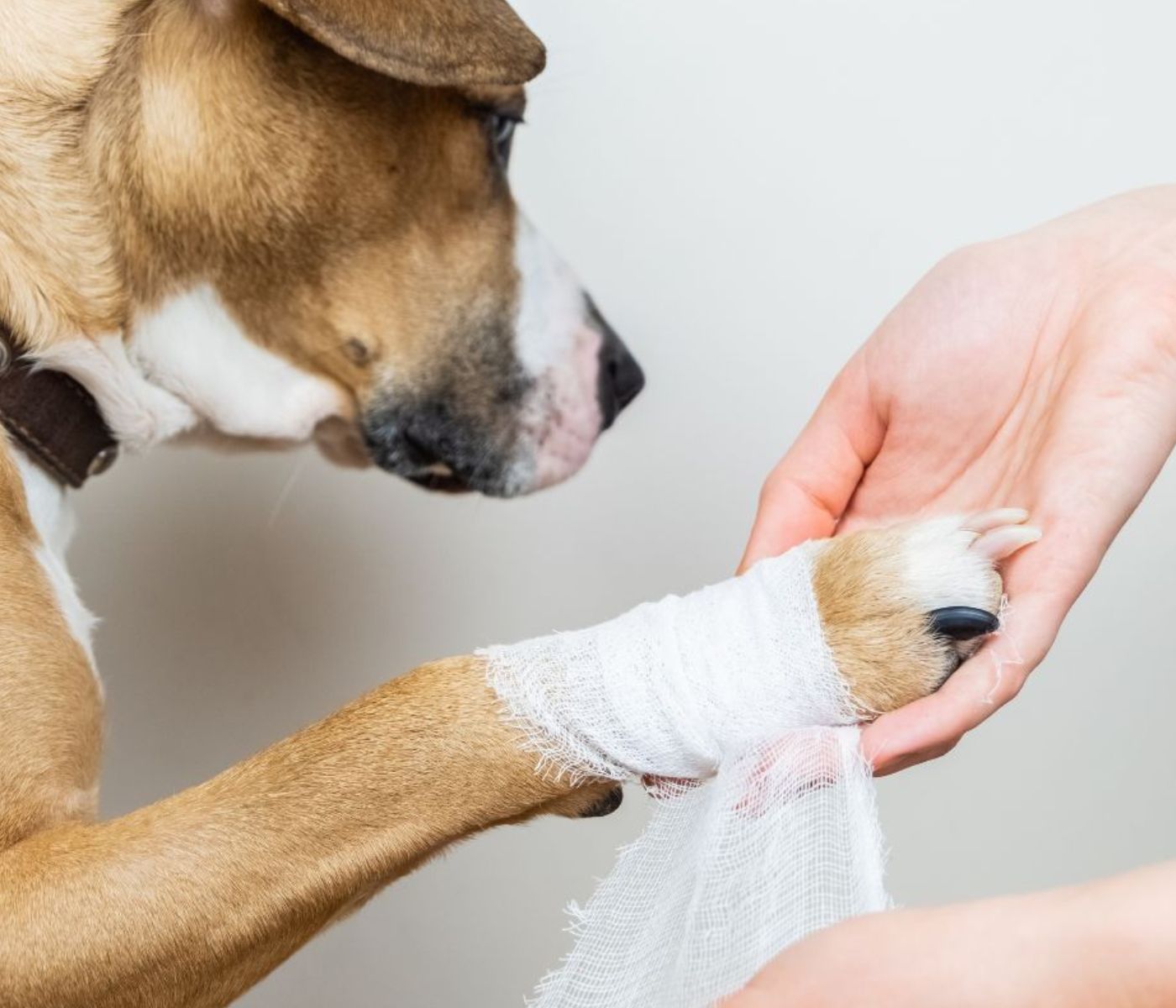 Dog paw being bandaged