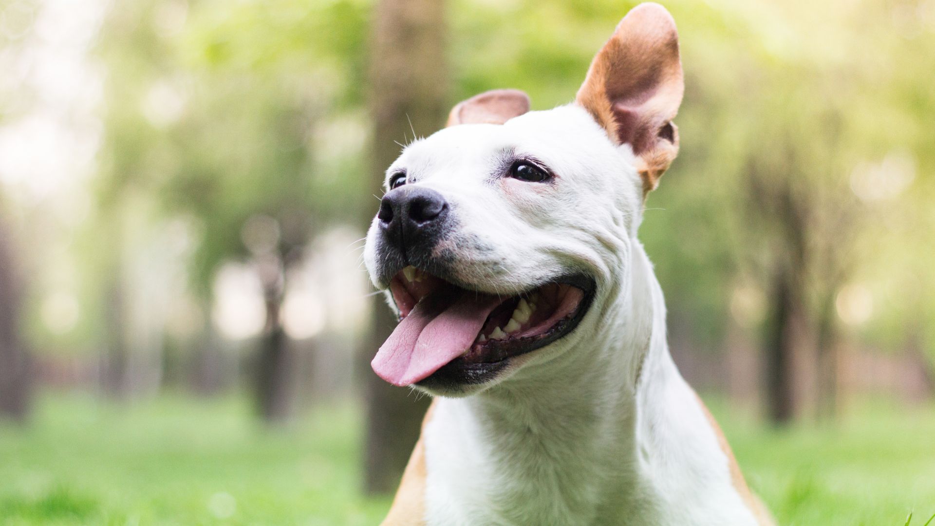 Happy dog panting outdoors