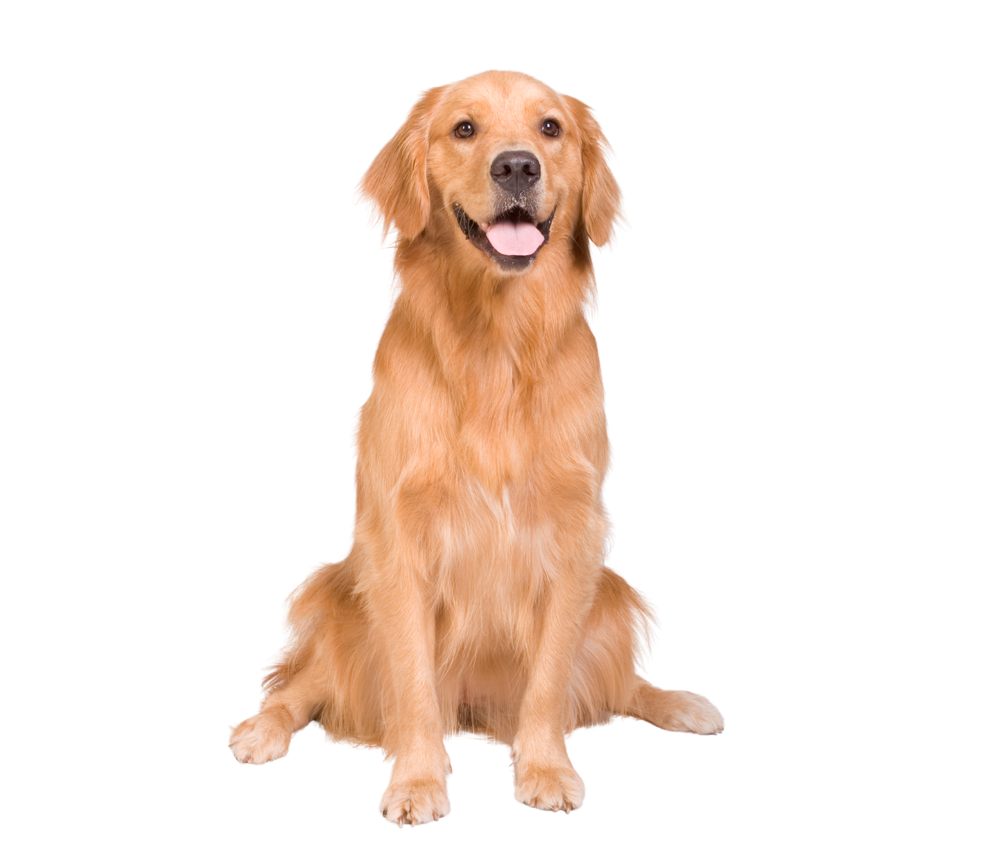 Happy golden retriever dog sitting