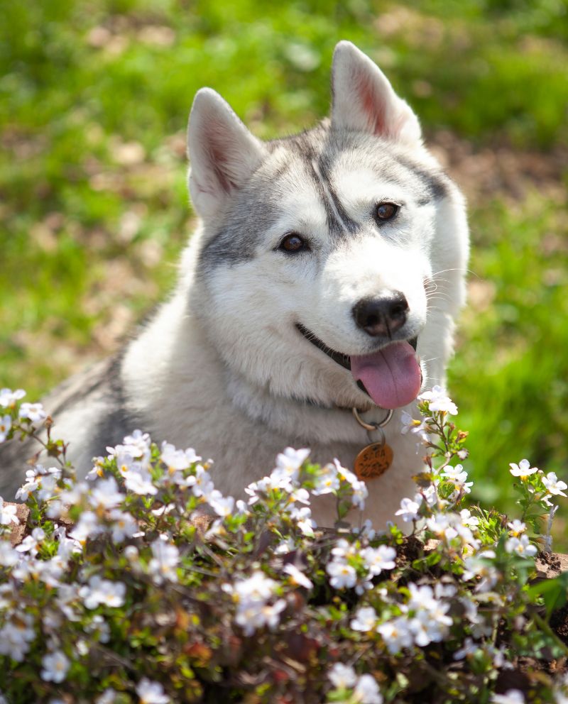 Husky dog white flowers