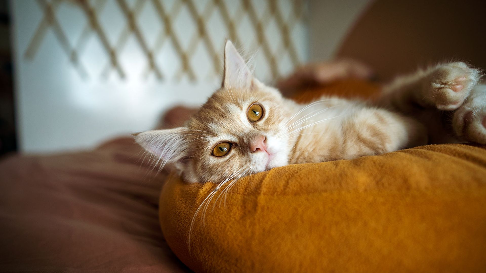 Orange kitten resting comfortably