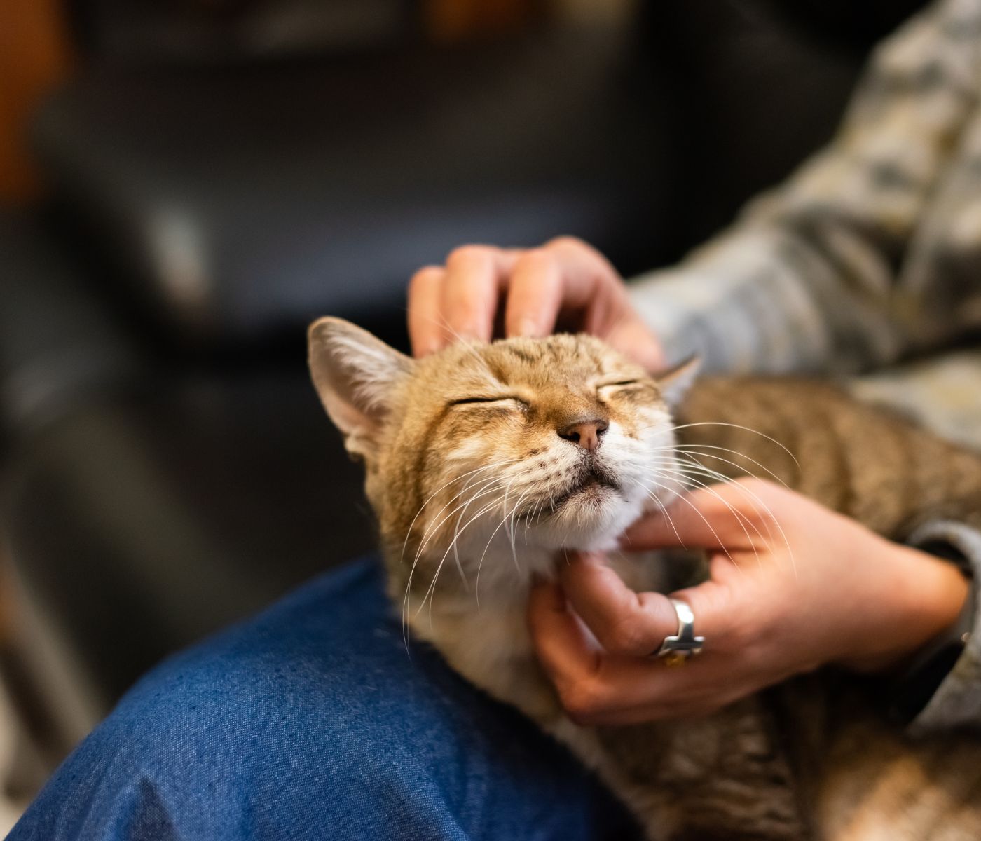 Person petting happy cat