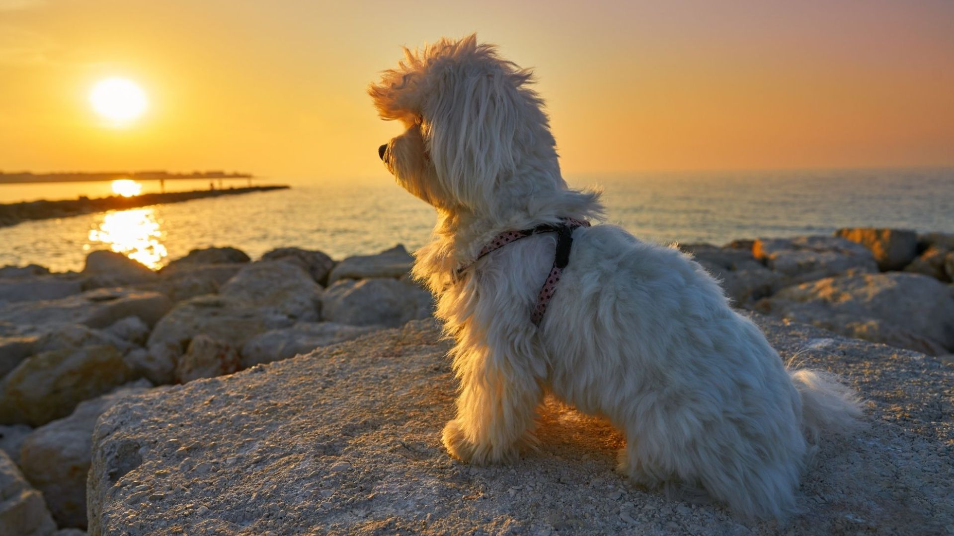 White dog sunset