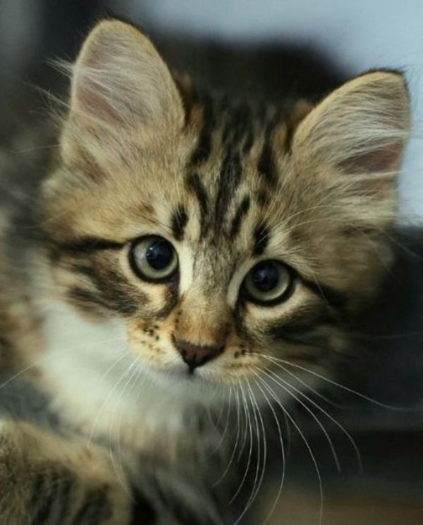 adorable tabby kitten looking forward