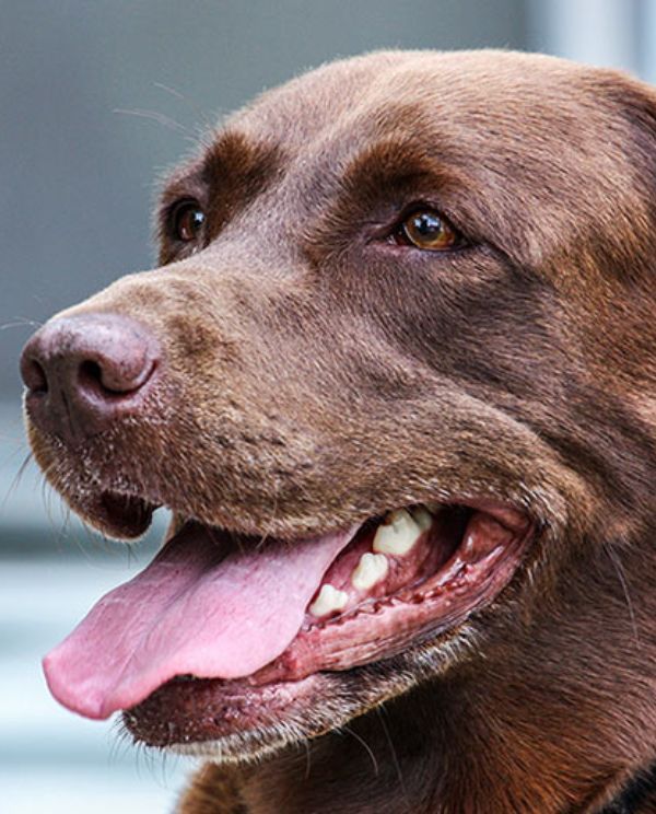 brown labrador panting closeup