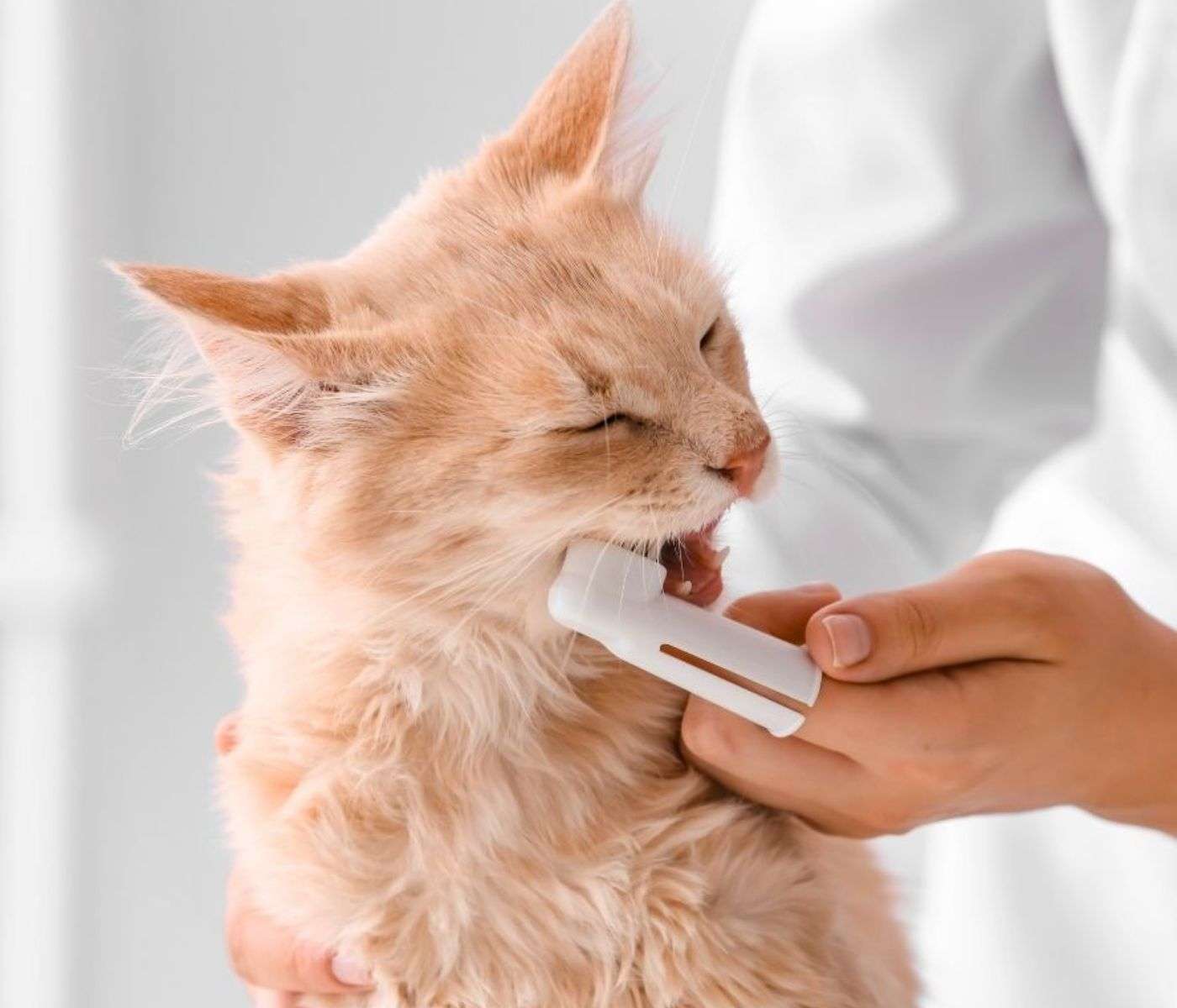 brushing cats teeth