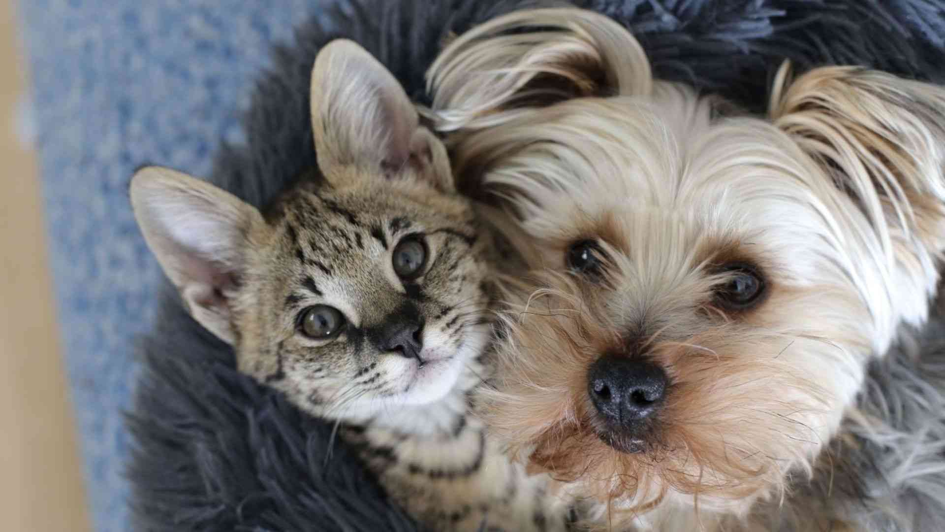 cat and dog together