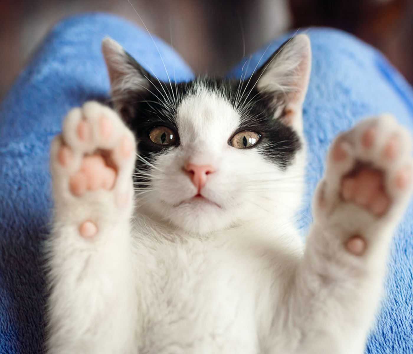 cat with paws up
