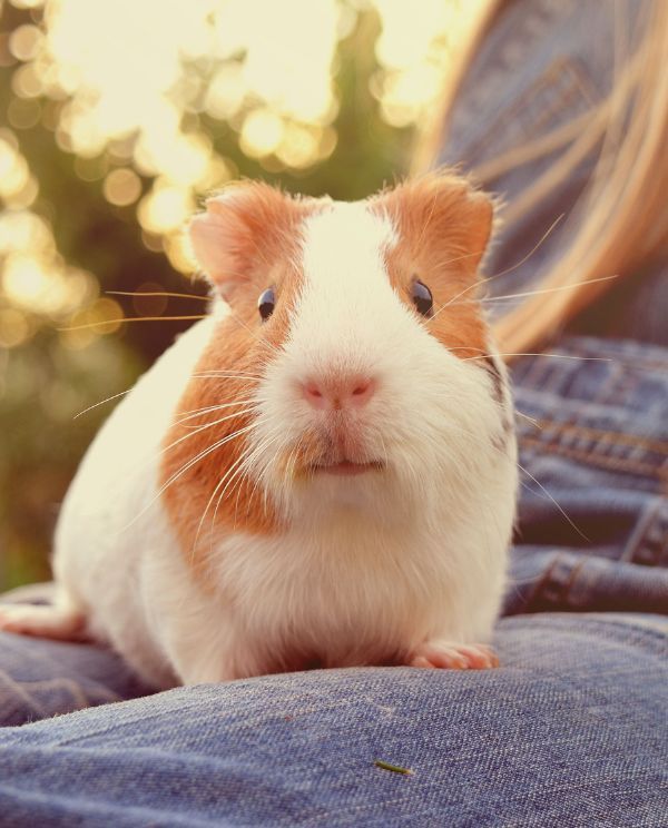 cute guinea pig on lap