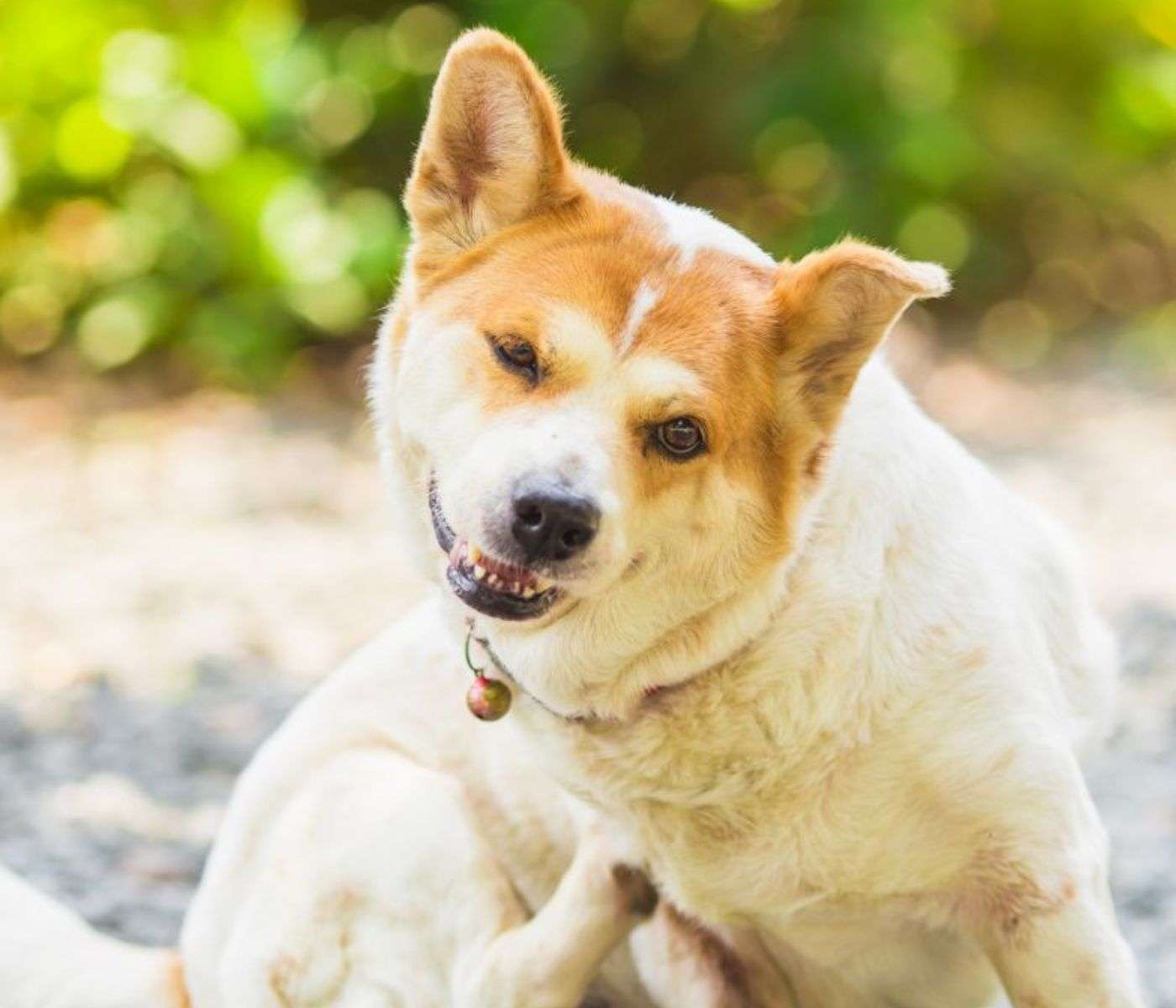 dog scratching smiling brown ears