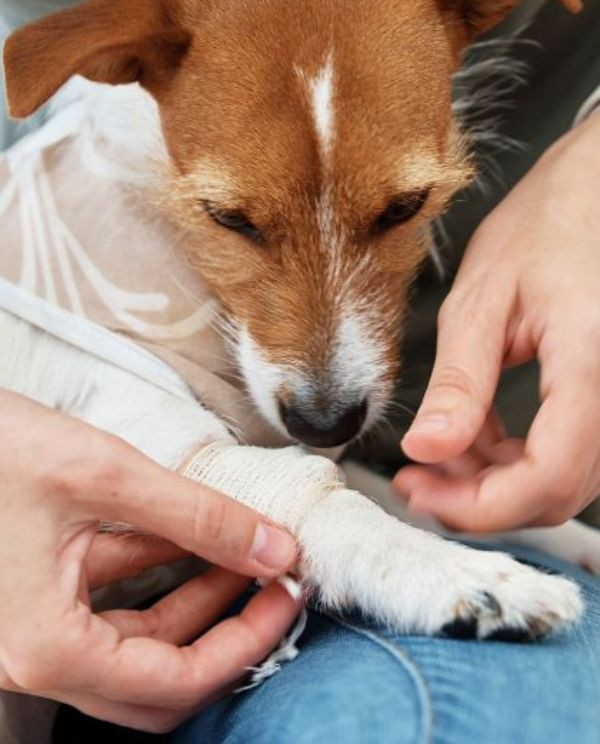 dog with bandaged paw