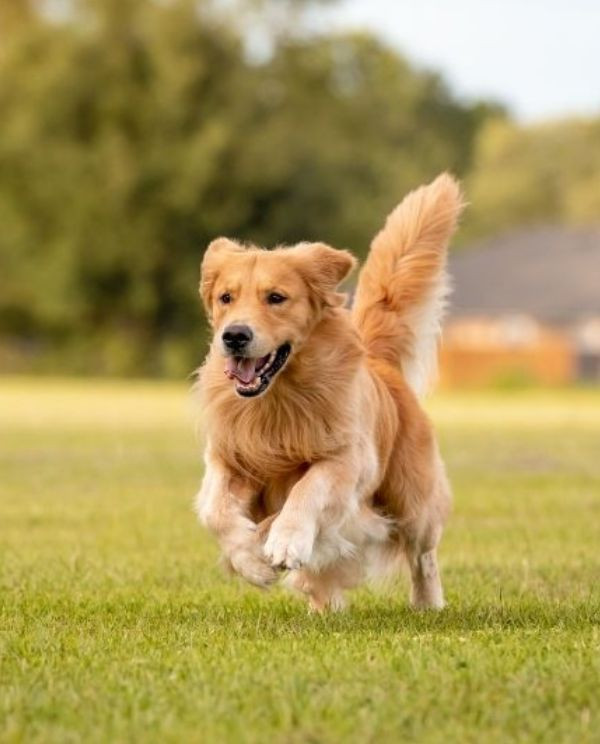 golden retriever running happily
