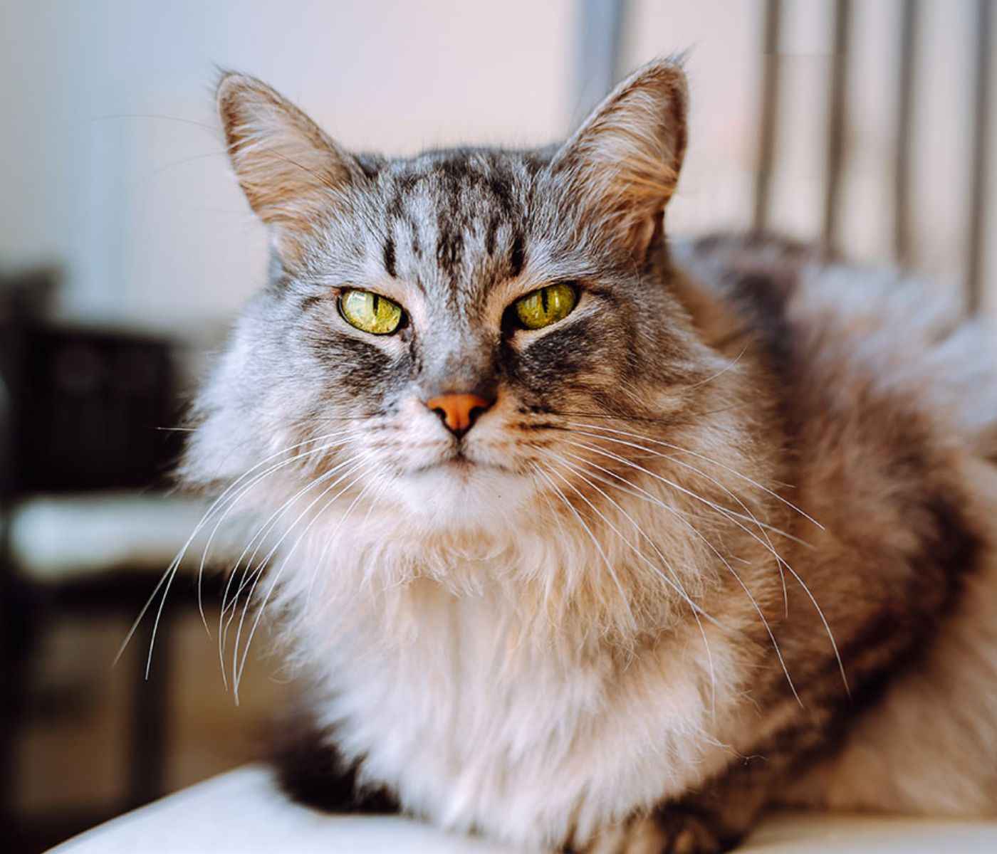 grey cat green eyes