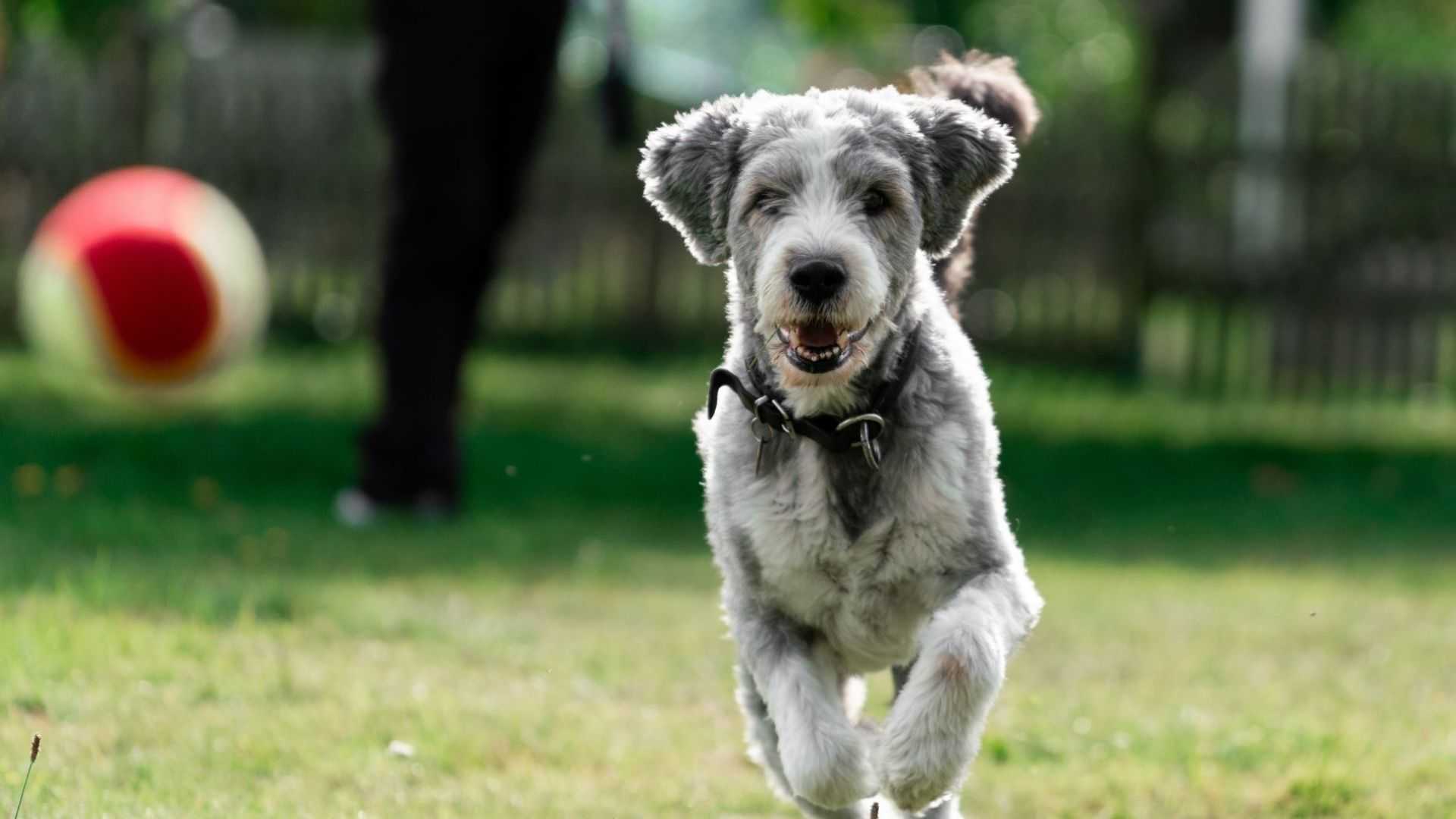 happy dog running forward