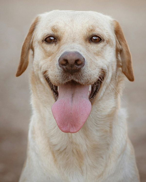happy yellow lab portrait panting