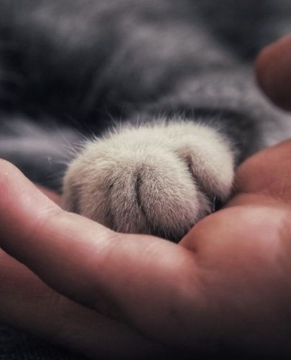 human hand holding paw