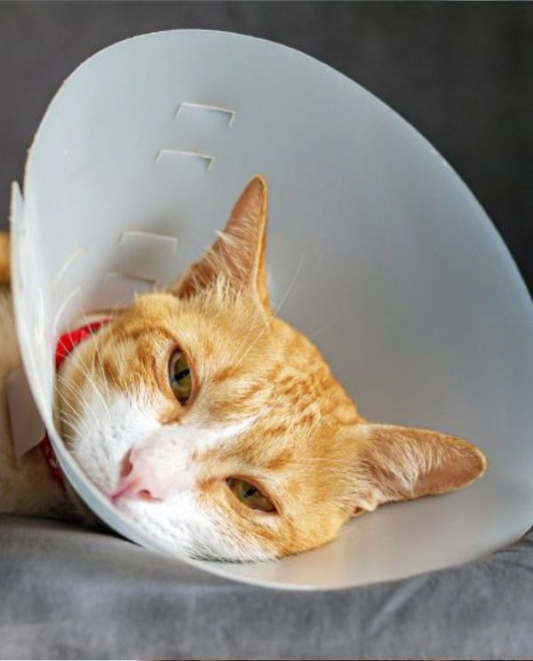 orange cat in cone