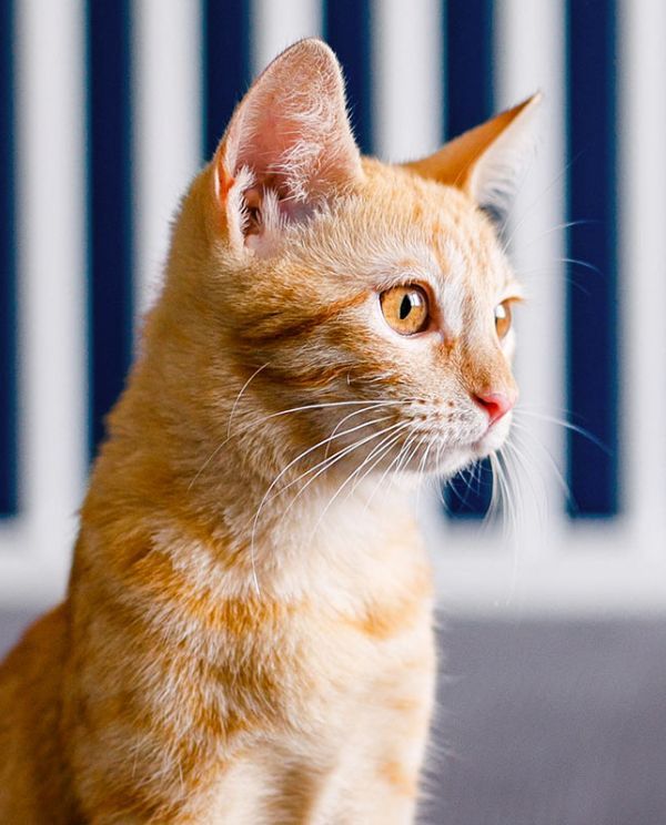 orange cat looking right