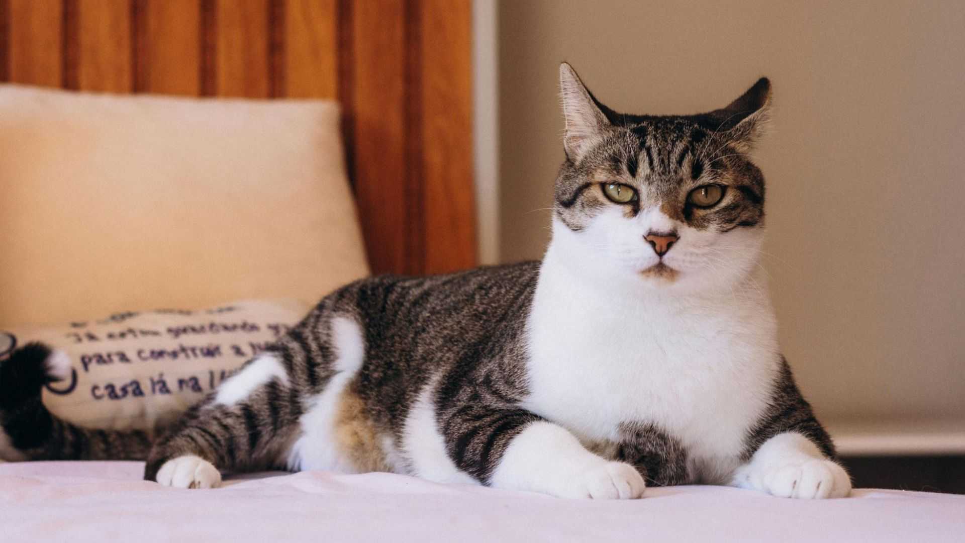 tabby and white cat resting