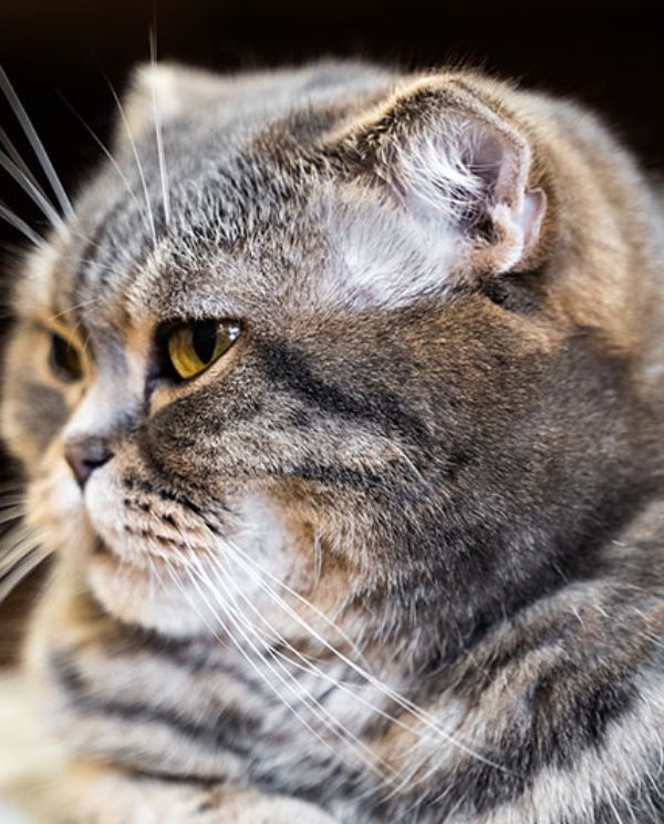 tabby cat portrait closeup