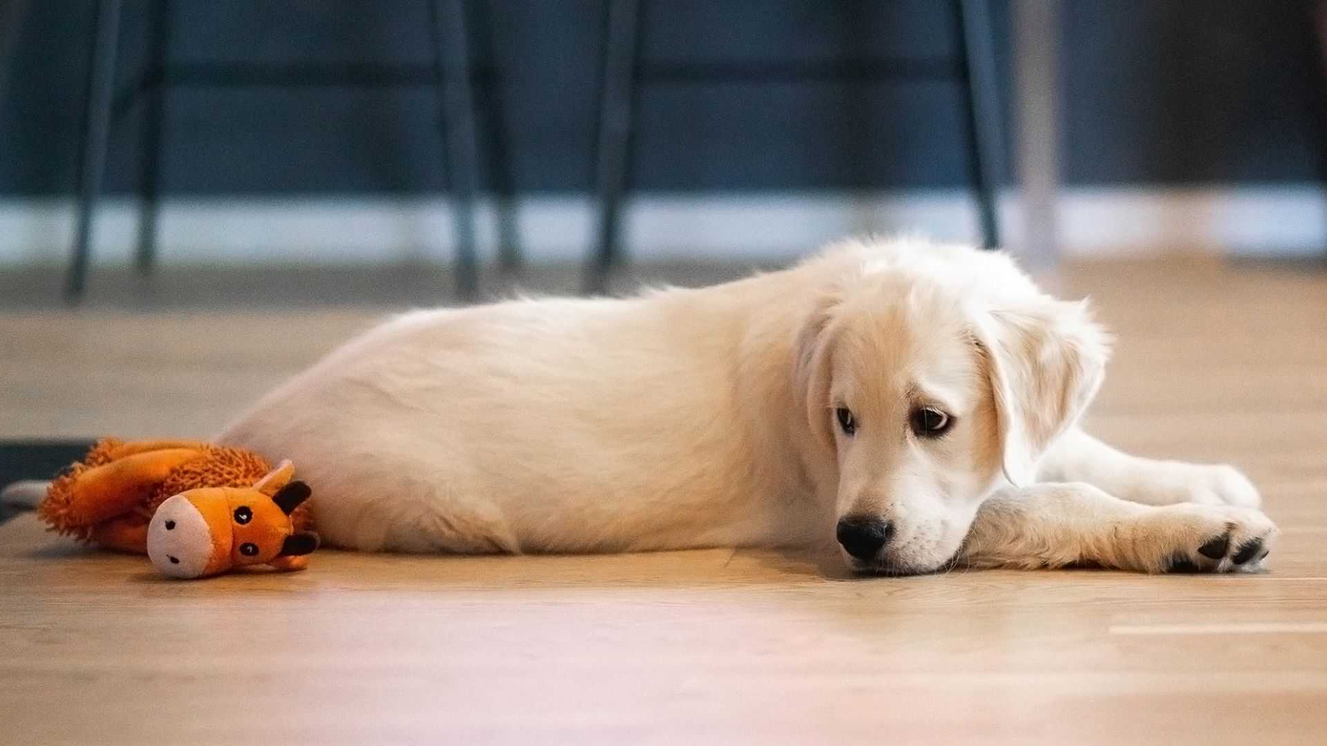 white puppy toy resting