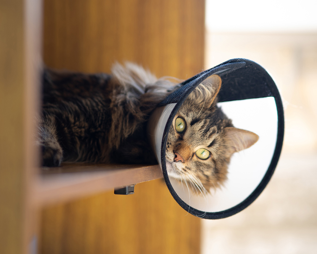 cat laying on on wood shelf with surgery cone