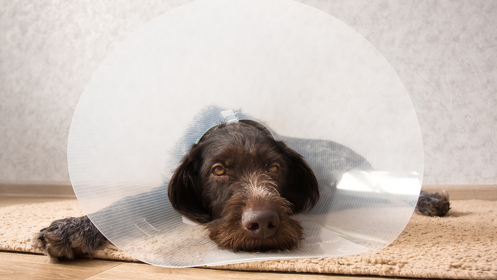 brown dog wearing a protective cone, resting on a rug during recover