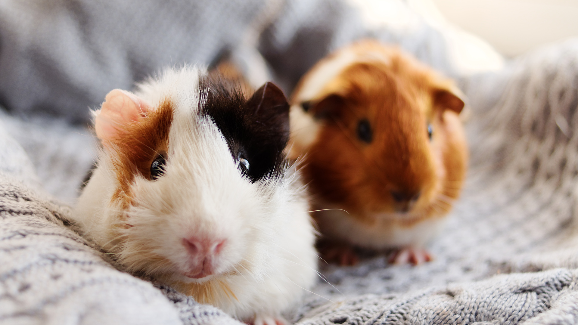 Two guinea pigs resting on a knit blanket